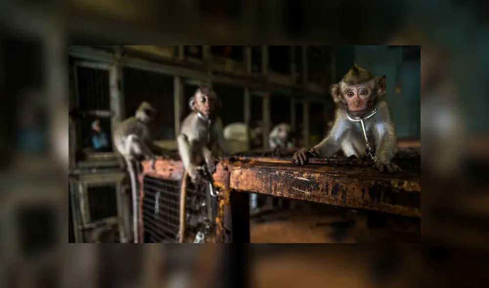 Venta de monos en Indonesia