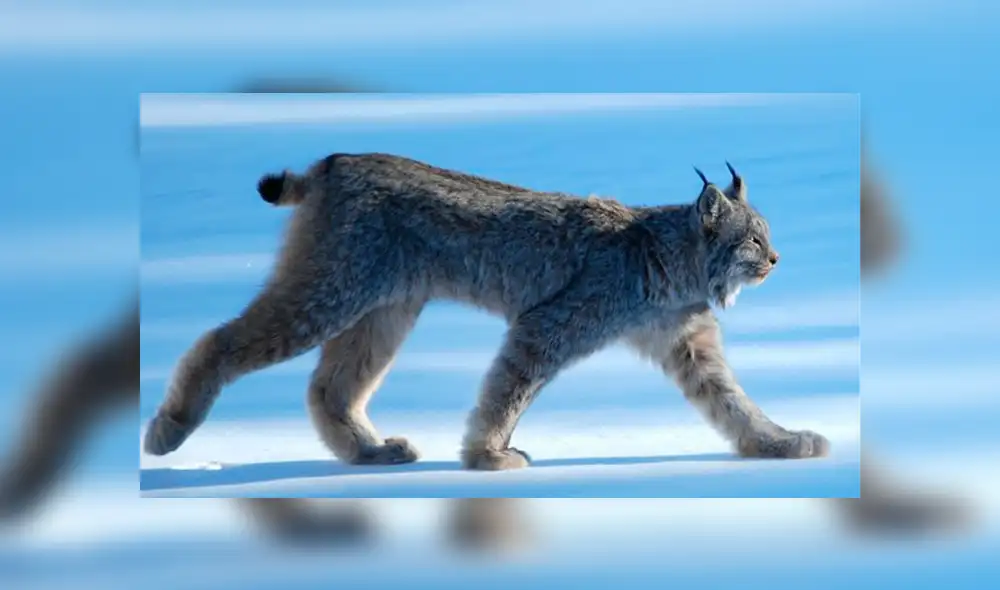 Desliza para ver fotos del lince de Canadá que sorprendió a todos en Facebook. Foto: Captura. Desliza para ver fotos del lince de Canadá que sorprendió a todos en Facebook. Foto: Captura.