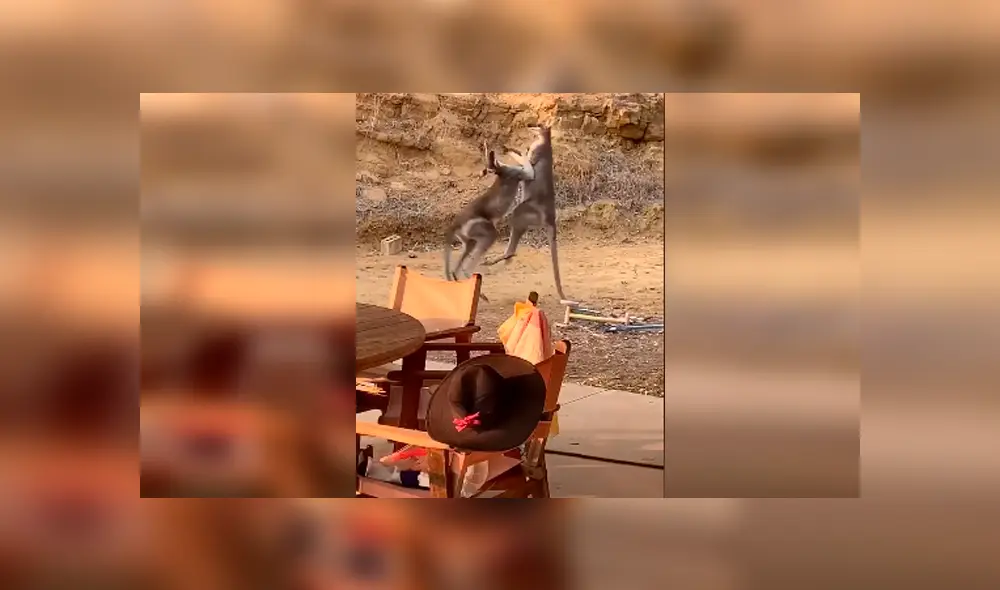 Video es viral en Facebook. La peculiar forma en que los marsupiales se enfrentaron ha causado sensación en redes, donde han comparado la curiosa pelea con una batalla humana