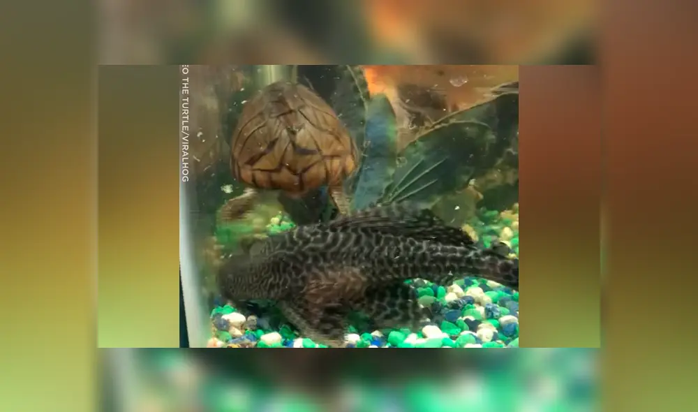 Tortuga marina monta un pez para intentar atraparlo y ocurre lo inesperado [VIDEO] 