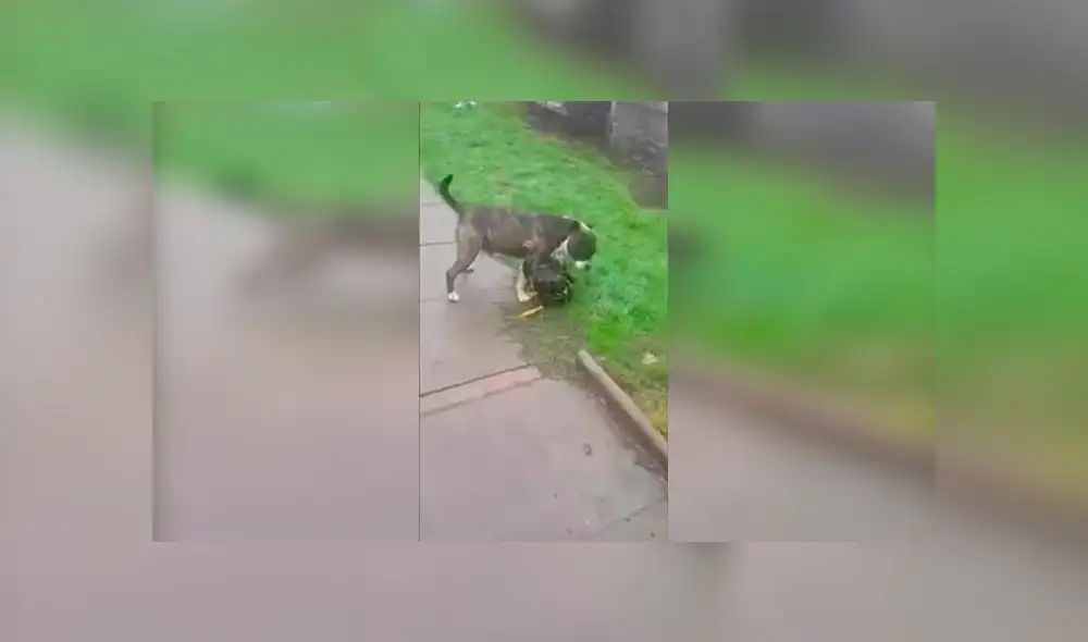 Vía Facebook: pelea de gallos provoca esta reacción en un perro pitbull [VIDEO]