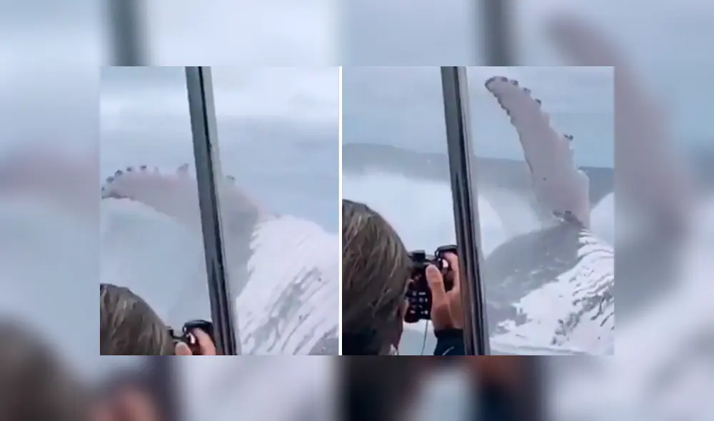 Desliza hacia la izquierda para ver el momento en que una ballena emerge del mar frente a los turistas, escena que es viral en YouTube. Desliza hacia la izquierda para ver el momento en que una ballena emerge del mar frente a los turistas, escena que es viral en YouTube.
