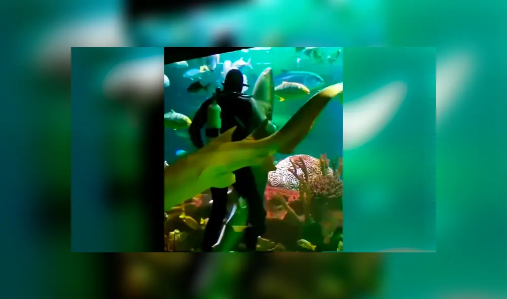 YouTube viral: buzo ingresa a acuario infestado de tiburones y se pone a bailar un ‘vals’ con uno de ellos YouTube viral: buzo ingresa a acuario infestado de tiburones y se pone a bailar un ‘vals’ con uno de ellos