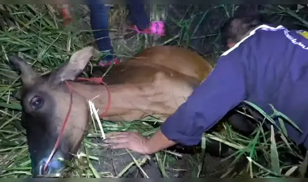 Los pobladores intentaron mover el tronco, pero era muy pesado. Foto: captura Los pobladores intentaron mover el tronco, pero era muy pesado. Foto: captura