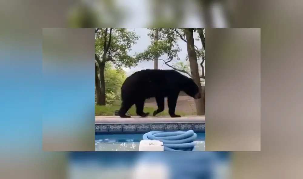 A través de Facebook se hizo viral el momento en que captan a un oso entrando a la piscina de una casa. A través de Facebook se hizo viral el momento en que captan a un oso entrando a la piscina de una casa.
