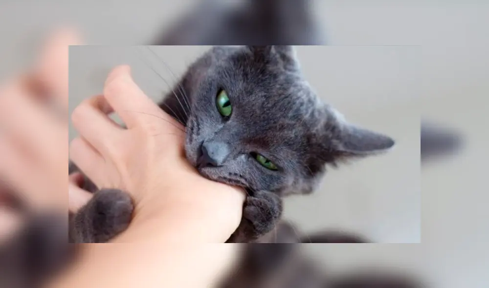 Video es viral en YouTube. Si tienes un gato como mascota, seguro has notado que suele estar muy cariñoso y cambia de actitud de forma intempestiva . ¿Por qué? Foto: Captura. Video es viral en YouTube. Si tienes un gato como mascota, seguro has notado que suele estar muy cariñoso y cambia de actitud de forma intempestiva . ¿Por qué? Foto: Captura.