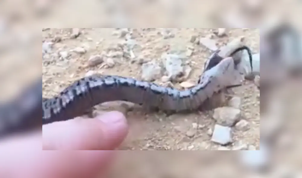 Video es viral en YouTube. Una serpiente estaba tan asustada que decidió fingir su muerte; sin embargo, un error en su ‘actuación’ reveló su mentira. Foto: Captura.