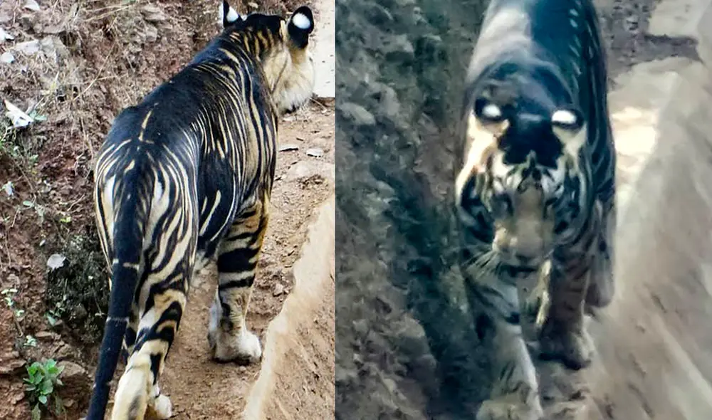 En los últimos 100 años la población de tigres disminuyó en un 97%. Foto: Soumen Bajpayee
