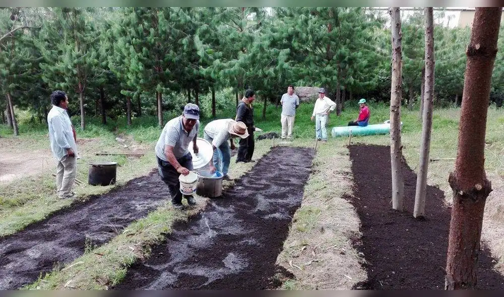 Cuenca de Zaña será reforestada con 300 mil pinos