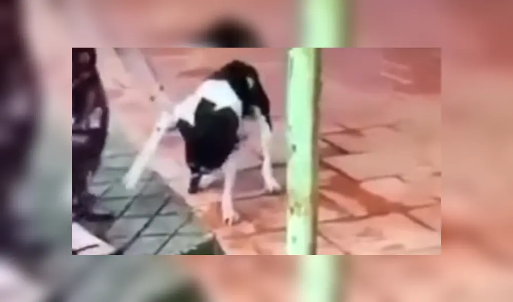 Mina fue arrastrada por su dueña para ser "castigada" cruelmente. Foto: captura Mina fue arrastrada por su dueña para ser "castigada" cruelmente. Foto: captura