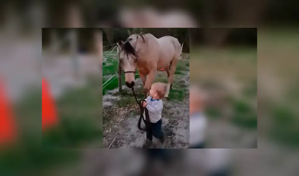 Video viral de YouTube muestra el singular momento en que un bebé guía a un enorme caballo sin temor alguno