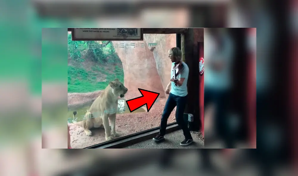 Vía YouTube. Músico visitó recinto de leones en zoológico para darles una “serenata”, sin imaginar la curiosa conducta que tendría una de las feroces leonas