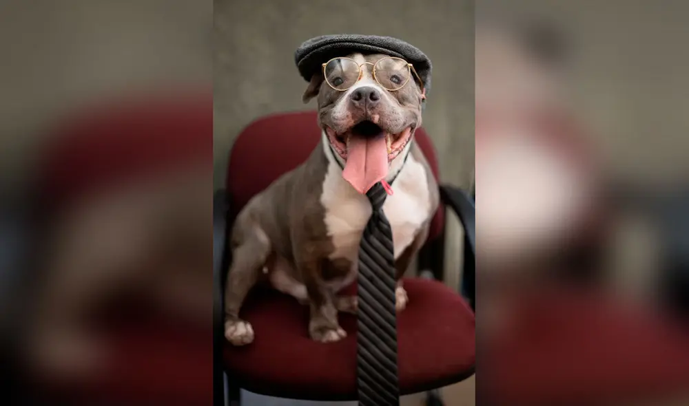 Desliza las imágenes para ver la sesión fotográfica de unos perros al modelar unos trajes y accesorios. Foto: Flagler Humane Society