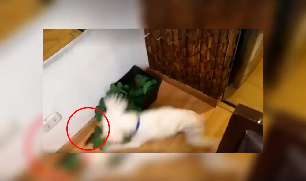 Desliza a la izquierda para conocer el nuevo viral de YouTube. Foto: Captura. Desliza a la izquierda para conocer el nuevo viral de YouTube. Foto: Captura.