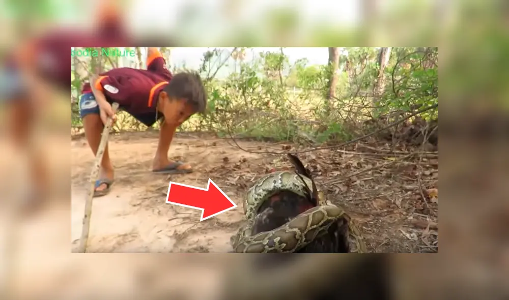 YouTube viral: enorme serpiente intenta devorar a gallo y arriesgado niño aparece para salvarlo [VIDEO]