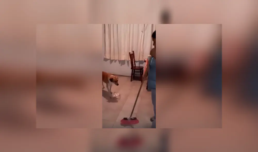 Desliza las imágenes para apreciar las divertidas actuaciones que hizo una mujer acompañada de su perro. Desliza las imágenes para apreciar las divertidas actuaciones que hizo una mujer acompañada de su perro.