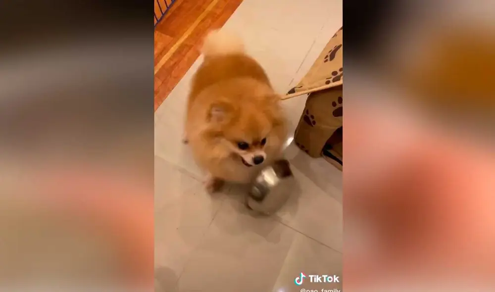 Desliza las imágenes para ver la furiosa e inesperada reacción que tuvo este diminuto perro al no recibir la comida que deseaba.  Foto: Captura de TikTok/ Janeiza