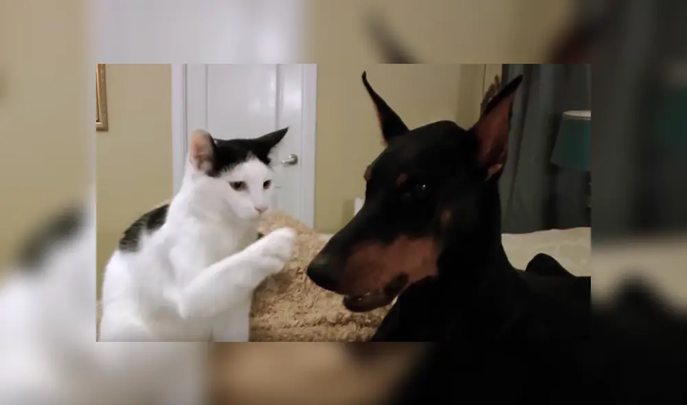 Desliza hacia la izquierda para ver la tierna escena del viral de YouTube. Desliza hacia la izquierda para ver la tierna escena del viral de YouTube.