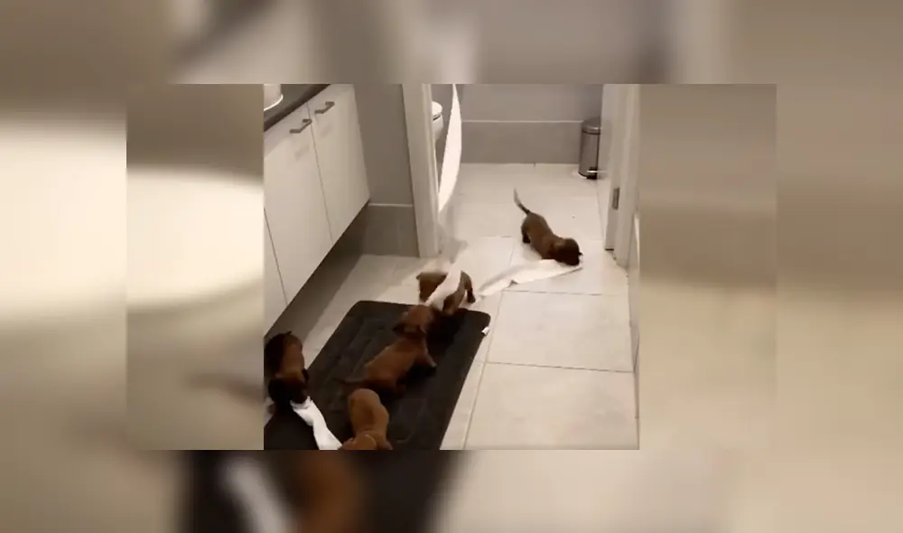 En YouTube, un joven encontró el papel higiénico destrozado y supo que sus traviesos perros eran los responsables. En YouTube, un joven encontró el papel higiénico destrozado y supo que sus traviesos perros eran los responsables.