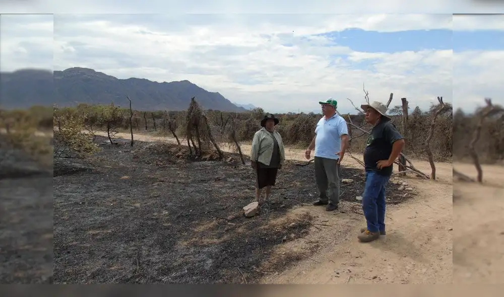 Lambayeque: incendio en bosque seco de Motupe y Jayanca deja graves daños 