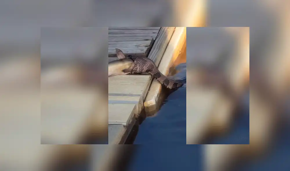Facebook viral: Serpiente intenta devorar a pez mucho más grande y deja a miles en shock [VIDEO]