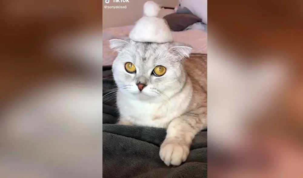Desliza las imágenes para ver la curiosa escena que protagonizó esta divertida gatita con su dueño. Foto: Captura de TikTok/ Cat Sonya