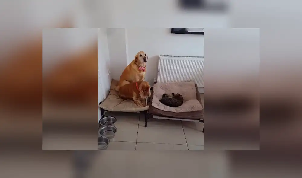 Desliza las imágenes para conocer la actitud de un enorme perro para recuperar su cama que fue robada por un gato. Desliza las imágenes para conocer la actitud de un enorme perro para recuperar su cama que fue robada por un gato.