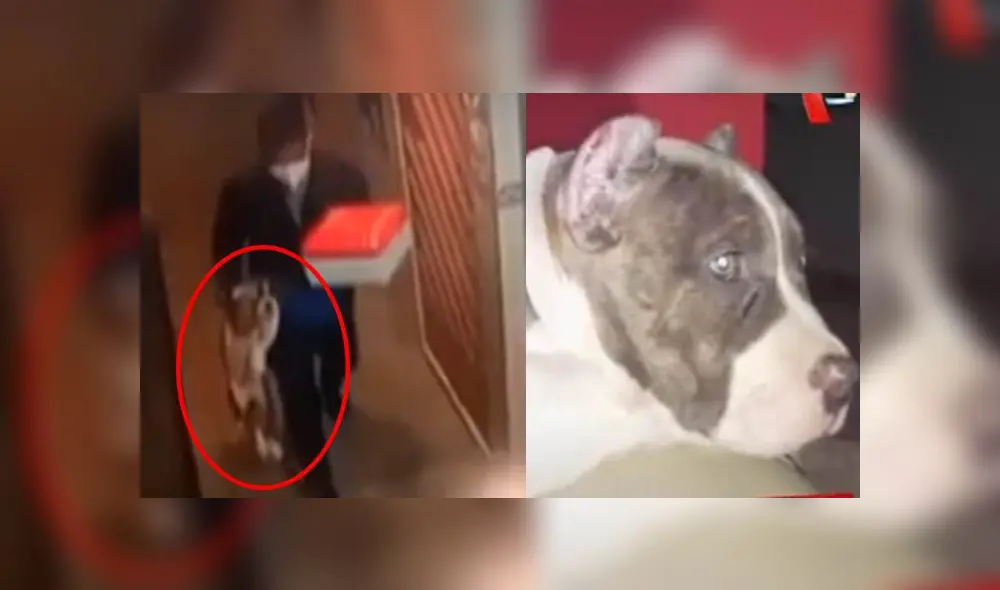 Desaparición de mascota. Créditos: Panamericana. Desaparición de mascota. Créditos: Panamericana.