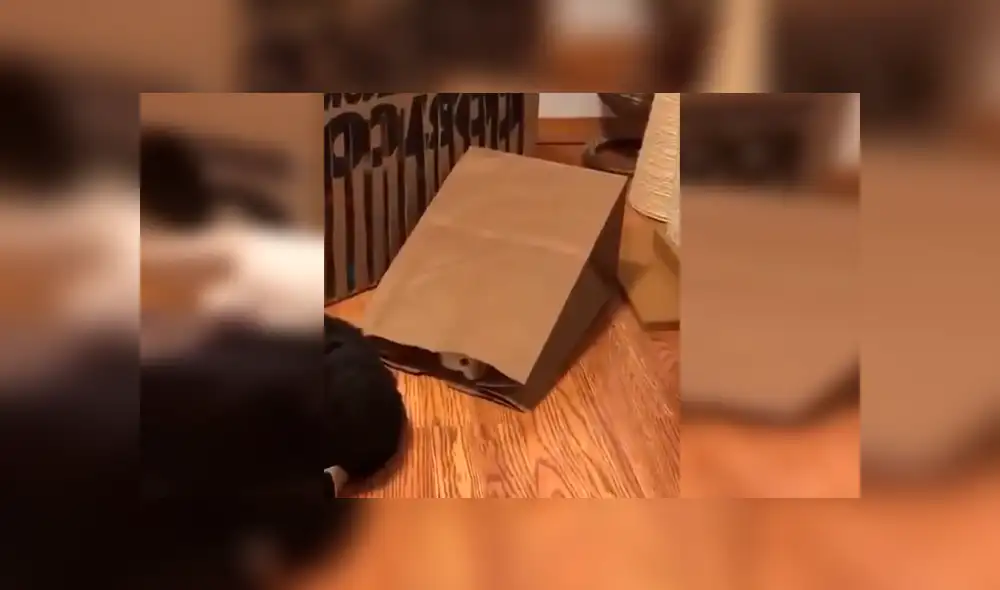 Desliza las imágenes hacia la izquierda para apreciar la divertida escena que protagonizaron unos gatos bebés. Foto: Captura.