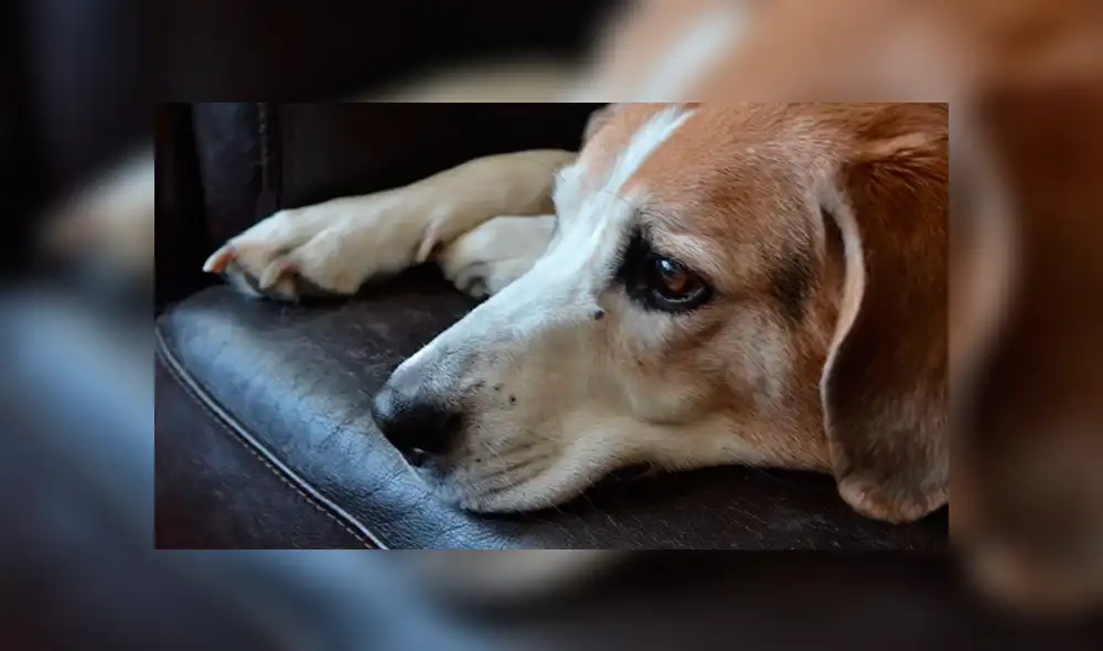 Violó a su perro por días y después murió por infección en su miembro