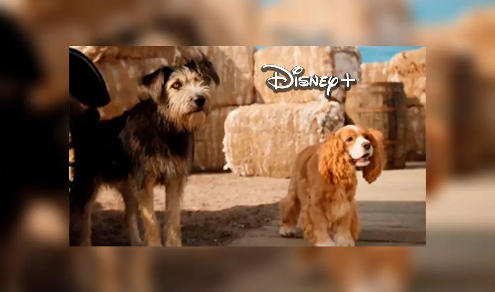 La Dama y el Vagabundo estrena nuevo tráiler de la película live-action. Créditos: Disney La Dama y el Vagabundo estrena nuevo tráiler de la película live-action. Créditos: Disney