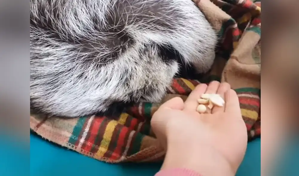 Desliza las imágenes para ver más sobre esta singular escena que se hizo viral en redes sociales. Foto: captura de YouTube