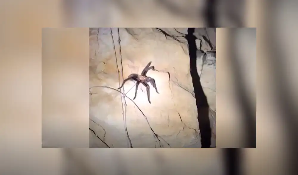 Facebook viral: Chico madruga para ir al baño y se topa con peligrosa criatura que lo quería atacar [VIDEO] 