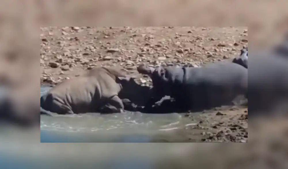 YouTube viral: rinoceronte lucha a muerte contra hipopótamo y el final es sorprendente [VIDEO]