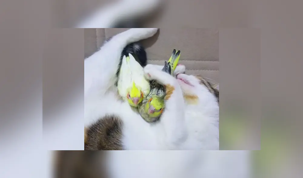 Desliza a la izquierda para conocer más sobre este nuevo video viral de Facebook. Foto: Captura.