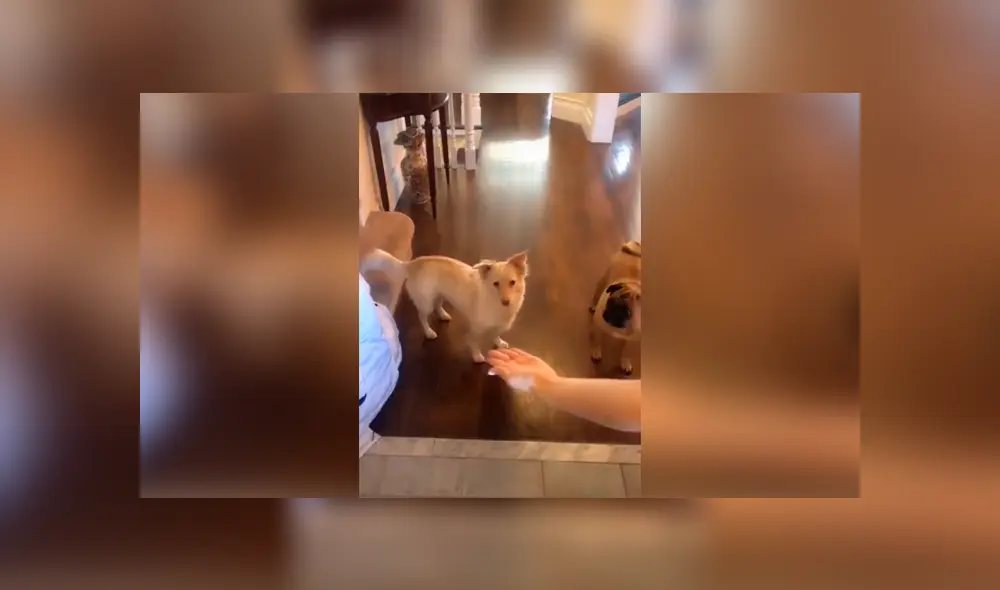 Desliza las imágenes hacia la izquierda para apreciar la reacción de un perro sordo al saber que saldrá a la calle.