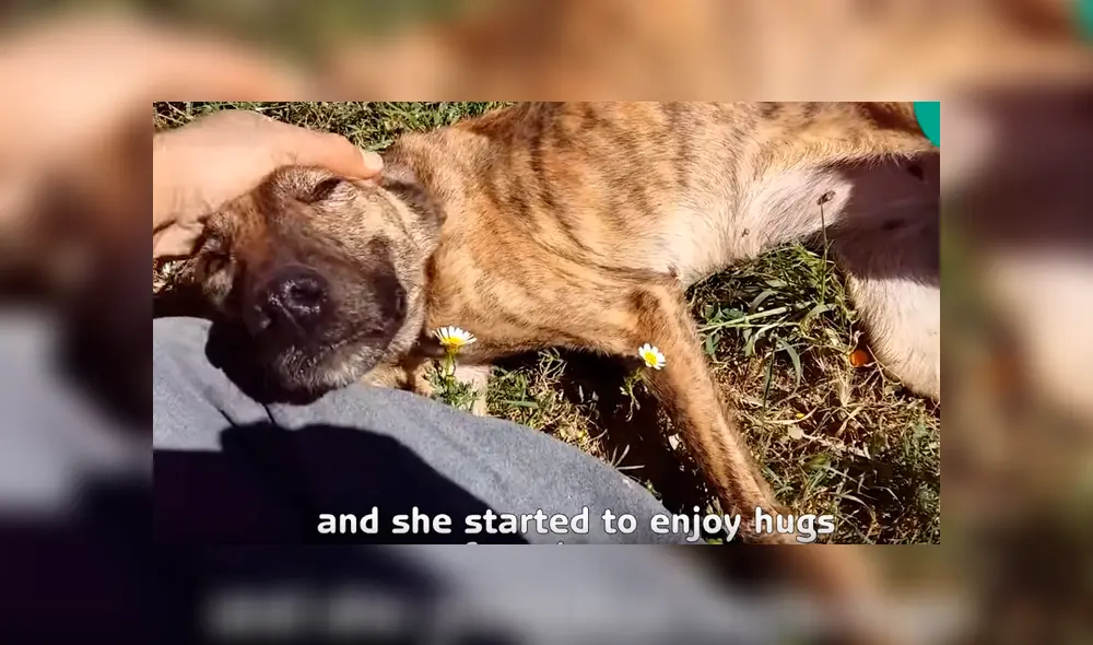 Desliza para ver el nuevo aspecto de este perro callejero que conquistó a YouTube. Foto: Captura. Desliza para ver el nuevo aspecto de este perro callejero que conquistó a YouTube. Foto: Captura.