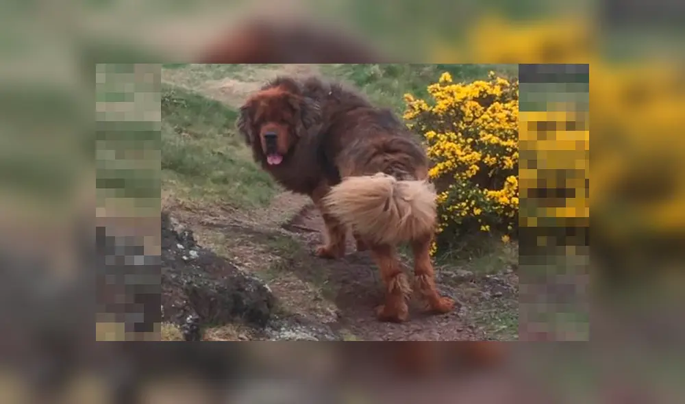 Perro de raza grande ataca a tres mujeres y es condenado a muerte [FOTOS] 