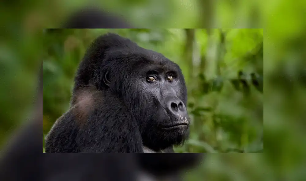 El animal era popular con los turistas que visitaban el Parque Nacional del Impenetrable Bosque de Bwindi. Foto: AP.