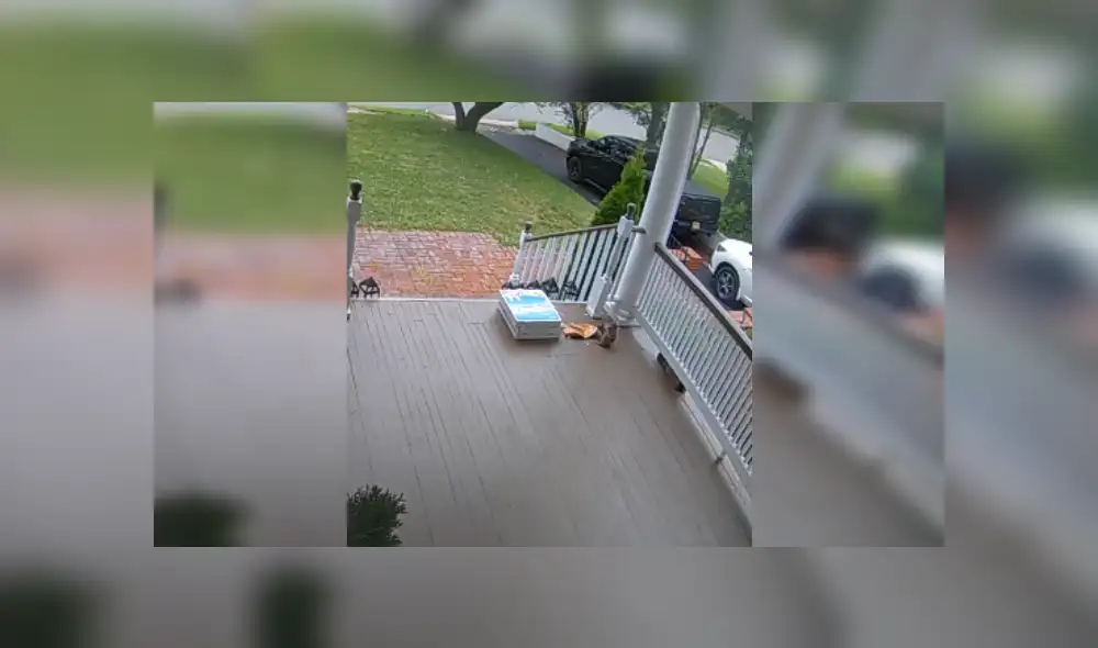 Desliza las imágenes para ver más de esta escurridiza ardilla que se robó la pizza. (Foto: captura)