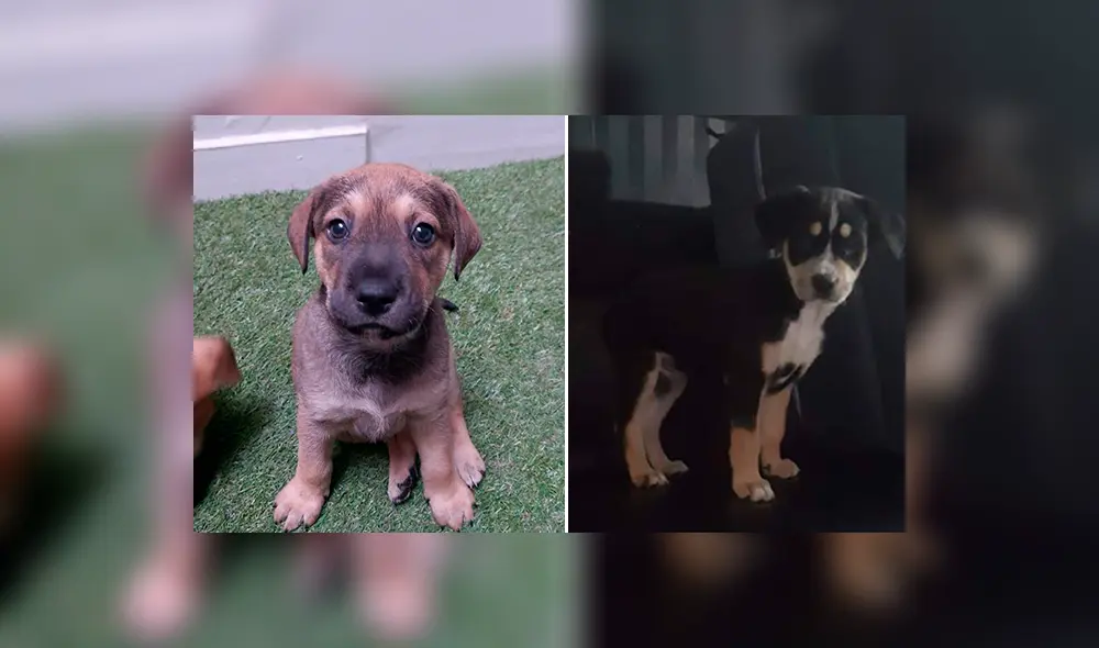 Janel Los Olivos Janel Los Olivos