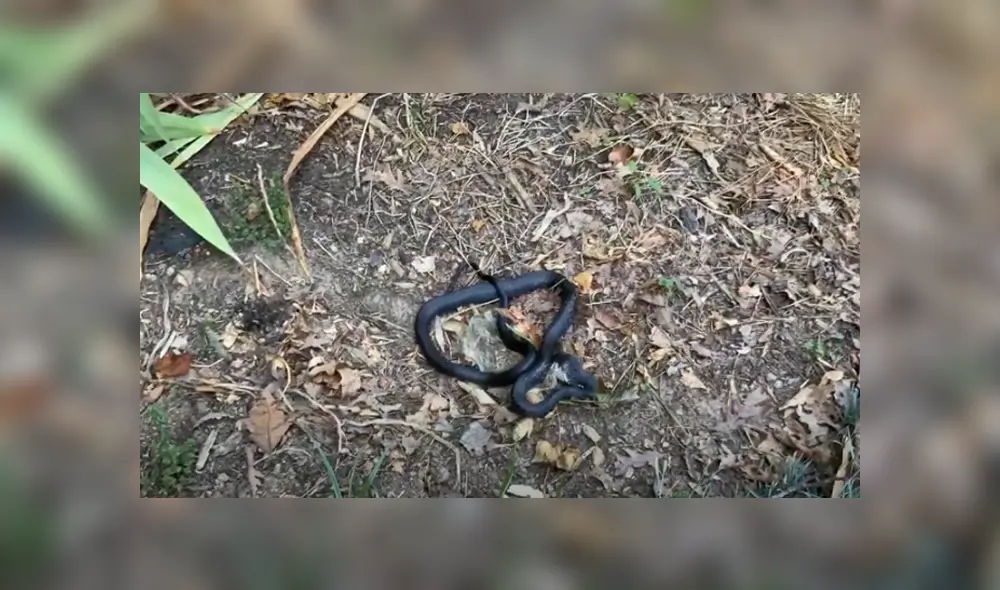 Desliza hacia la izquierda para ver las imágenes del viral de Facebook. Desliza hacia la izquierda para ver las imágenes del viral de Facebook.