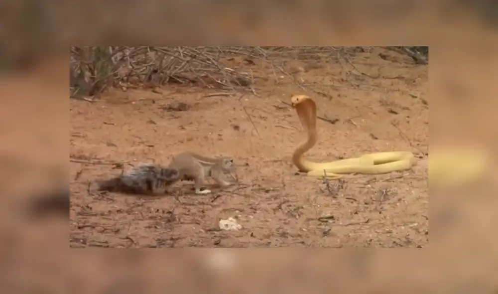 Desliza para ver las imágenes de Facebook. Foto: captura