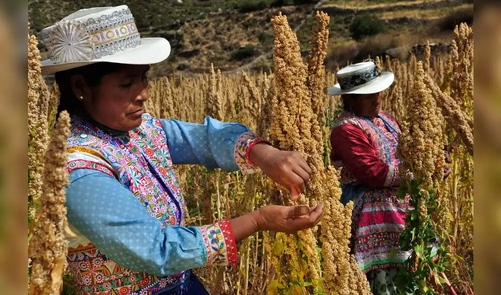 FAO: Perú debería apostar por la quinua orgánica de los Andes