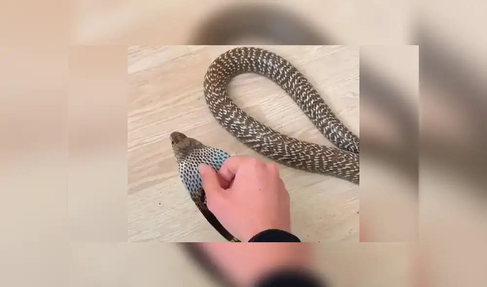 Si quieres ver lo que sucedió con el joven que cogió una peligrosa serpiente, desliza cada imagen del video viral de YouTube hacia la izquierda. Si quieres ver lo que sucedió con el joven que cogió una peligrosa serpiente, desliza cada imagen del video viral de YouTube hacia la izquierda.