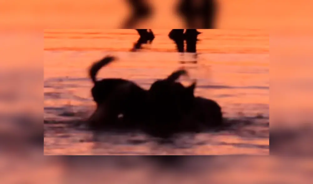 Brutal 'asesinato' de perros salvajes a indefensa impala.