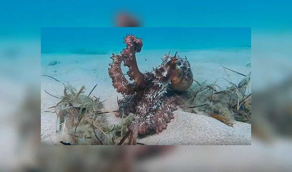 YouTube viral: pulpo se hace “invisible” con increíble técnica de camuflaje y escapa de buzo [VIDEO] 