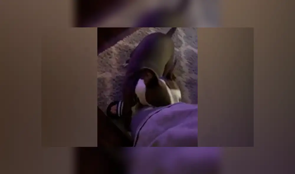 Desliza  a la izquierda para ver más imágenes del tierno perro. (Foto: captura)