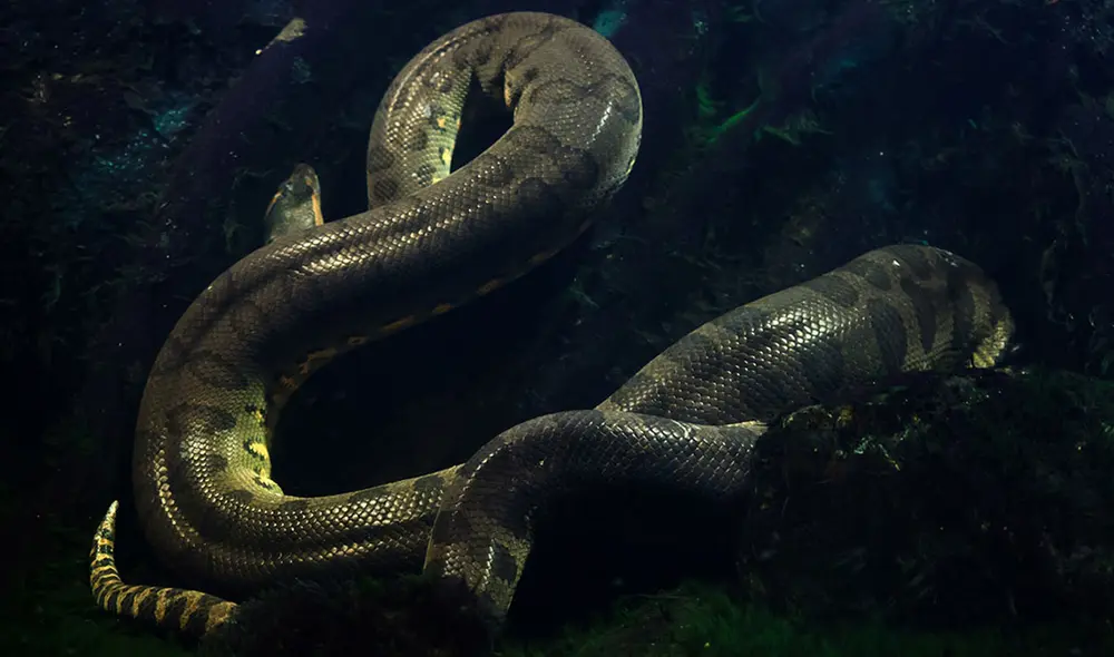 Las anacondas son el género de las serpientes más grandes del mundo. Foto: Acuario Michin Las anacondas son el género de las serpientes más grandes del mundo. Foto: Acuario Michin