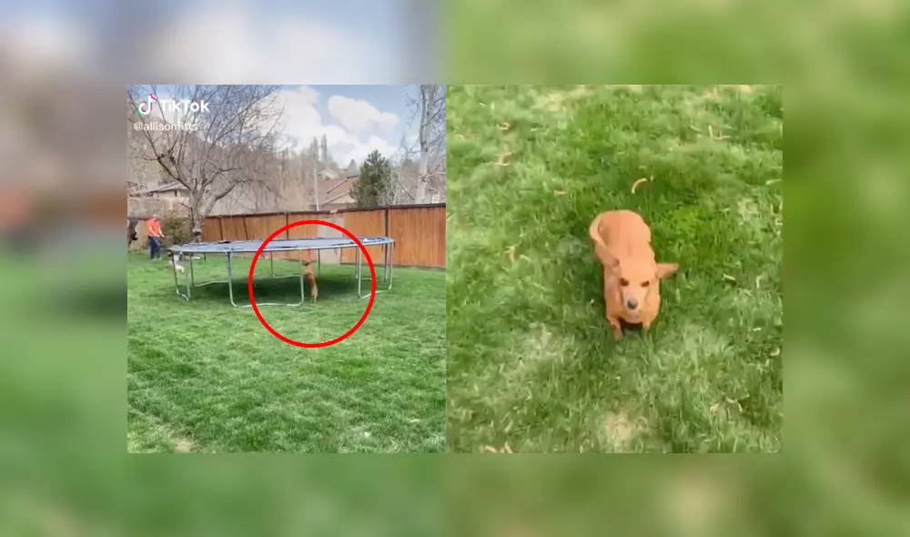 Desliza a la izquierda para conocer más sobre este nuevo video viral que ha sorprendido a miles de usuarios en Facebook. Foto: Captura.